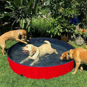 Pet And Animal: Dog Pet Swimming Pool