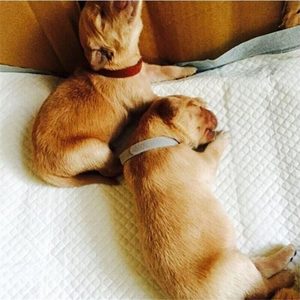 Pet Accessories: Whelping Identification Collars for Newborn Puppy XXL