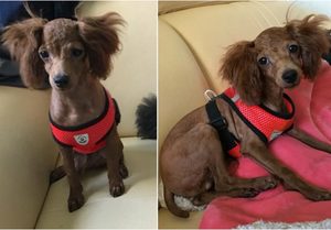 Cat Vest Harness Leash Set S