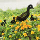 Metal Arts Garden Sculptures Stake Ornament Duck