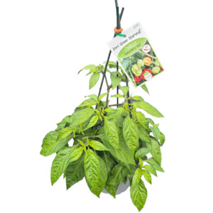 Fast Food Chilli Habanero Red - 17CM