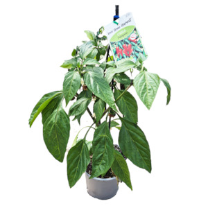 Herbs: Fast Food Chilli Jalapeno - 17CM