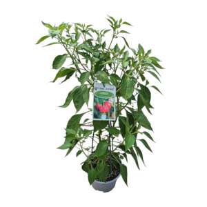 Herbs: Fast Food Chilli Scotch Bonnet Red - 17CM