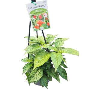Herbs: Fast Food Chilli Carolina Reaper - 17CM