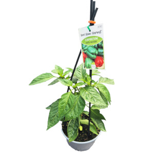 Herbs: Fast Food Capsicum Early Wonder - 17CM