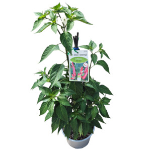 Herbs: Fast Food Chilli Red Eye - 17CM
