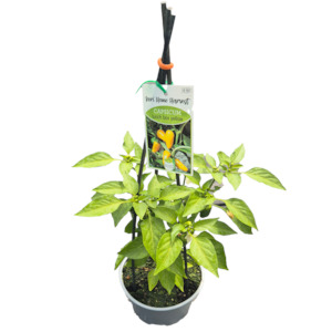 Herbs: Fast Food Capsicum Yellow - 17CM