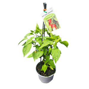 Fast Food Capsicum Red - 17CM