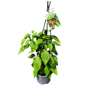 Herbs: Fast Food Capsicum Orange - 17CM