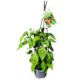 Fast Food Capsicum Orange - 17CM
