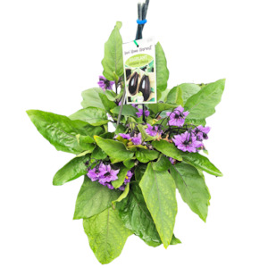 Fast Food Eggplant Container Pick - 17CM