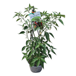 Fast Food Chilli Fire - 17CM