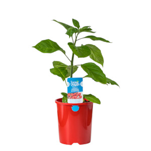 Herbs: Chilli Trinidad Scorpion - 1.3L