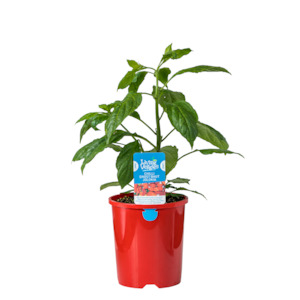 Herbs: Ghost Bhut Jolokia Chilli - 1.3L