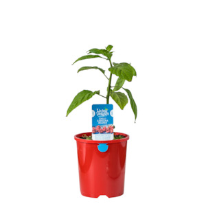 Herbs: Carolina Reaper Chilli - 1.3L