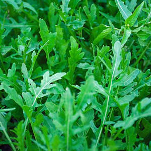 Herbs: Rocket Salad  - 10CM