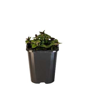 Herbs: Peppermint - 10CM