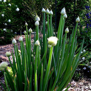 Onion Welsh 10Cm - 10CM