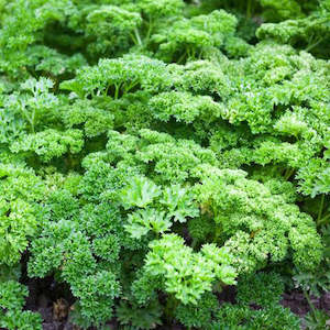 Herbs: Parsley Afro Herb Punnet