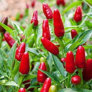 Herbs: Chilli Thai Hot - 1.3L