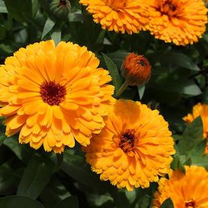 Flowering Plant: Calendula - 10CM