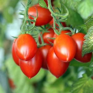 November Checklist: Grafted Tomato Roma - 1.3L