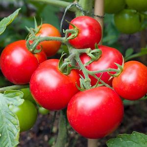 November Checklist: Grafted Tomato Moneymaker - 1.3L