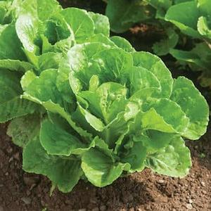 November Checklist: Lettuce Cos Vegetable Punnet