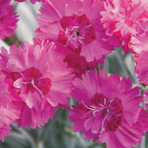 December Checklist Collection: Dianthus Angel Of Grace - 1.5L