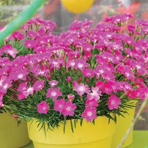 December Checklist Collection: Dianthus Beauties Assorted - 1L