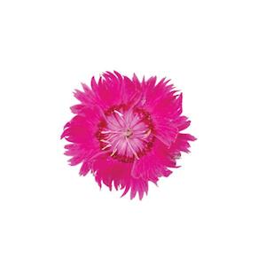 December Checklist Collection: Dianthus Angel Of Inspiration - 1.5L