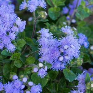 December Checklist Collection: Ageratum Blue Flower Punnet
