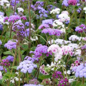 December Checklist Collection: Ageratum Mix Flower Punnet