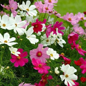 December Checklist Collection: Cosmos Tall Mix Flower Punnet