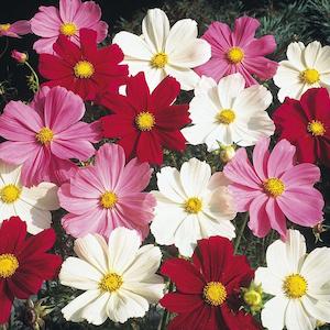 Cosmos Dwarf Mix Flower Punnet