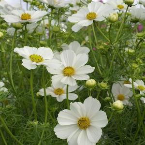 Cosmos Tall White Flower Punnet