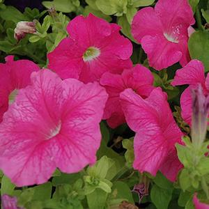Petunia Cascading Pink Flower Punnet