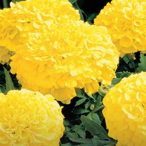 Marigold Antigua Yellow Flower Punnet