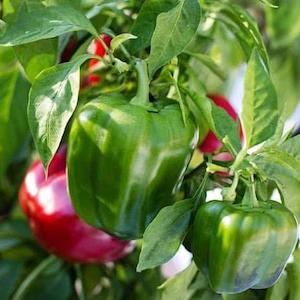 December Checklist Collection: Capsicum Target Vegetable Punnet