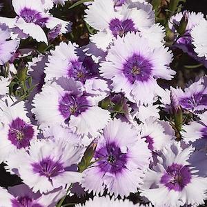 Dianthus Blueberry Parfait Flower Punnet