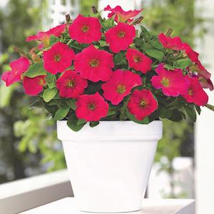 December Checklist Collection: Petunia Hells Fuchsia Fire - 1.5L