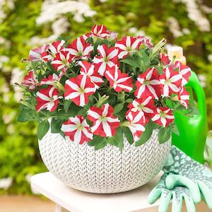 December Checklist Collection: Petunia Amore King Of Hearts - 1L