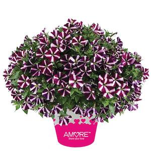 December Checklist Collection: Petunia Amore Fluttering Hearts - 1L