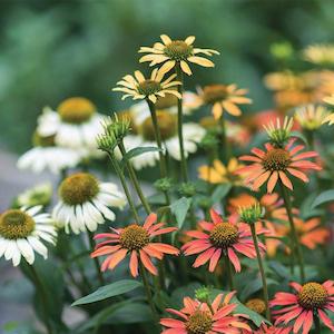 Special Offers: Echinacea Moodz - 1.5L