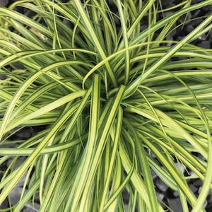 Special Offers: Carex Eversheen - 1.9L