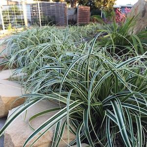 Carex Featherfalls Pvr - 1.9L