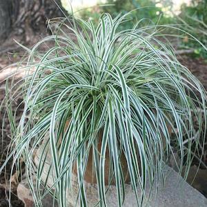 Special Offers: Carex Everest - 1.9L