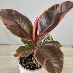 Ficus Ruby - 14CM