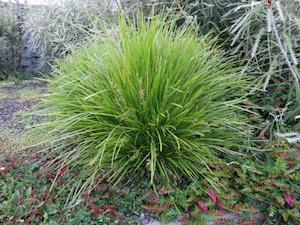 Easter Garden Deals: Lomandra Longifolia 'Lime Tuff' - 2L