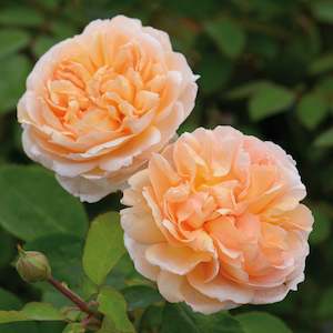 Roses: The Lady Gardener (Ausbrass) - 4.7L